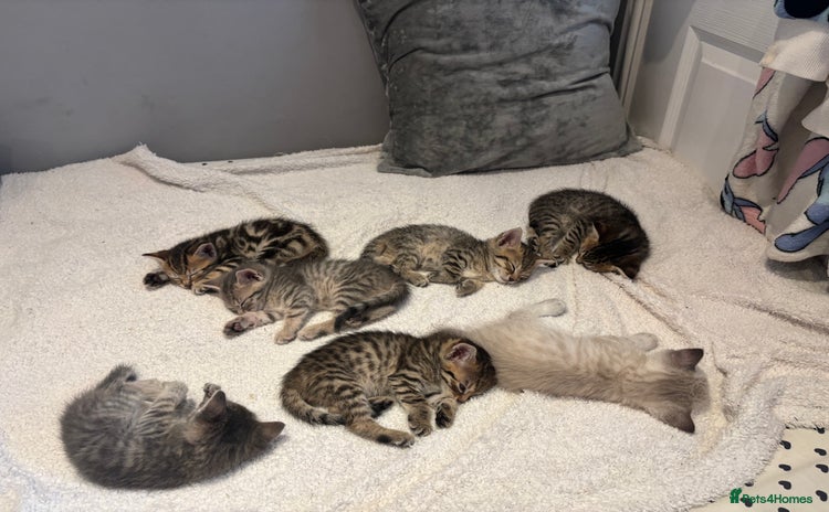 Savannah cats - Advert 1
