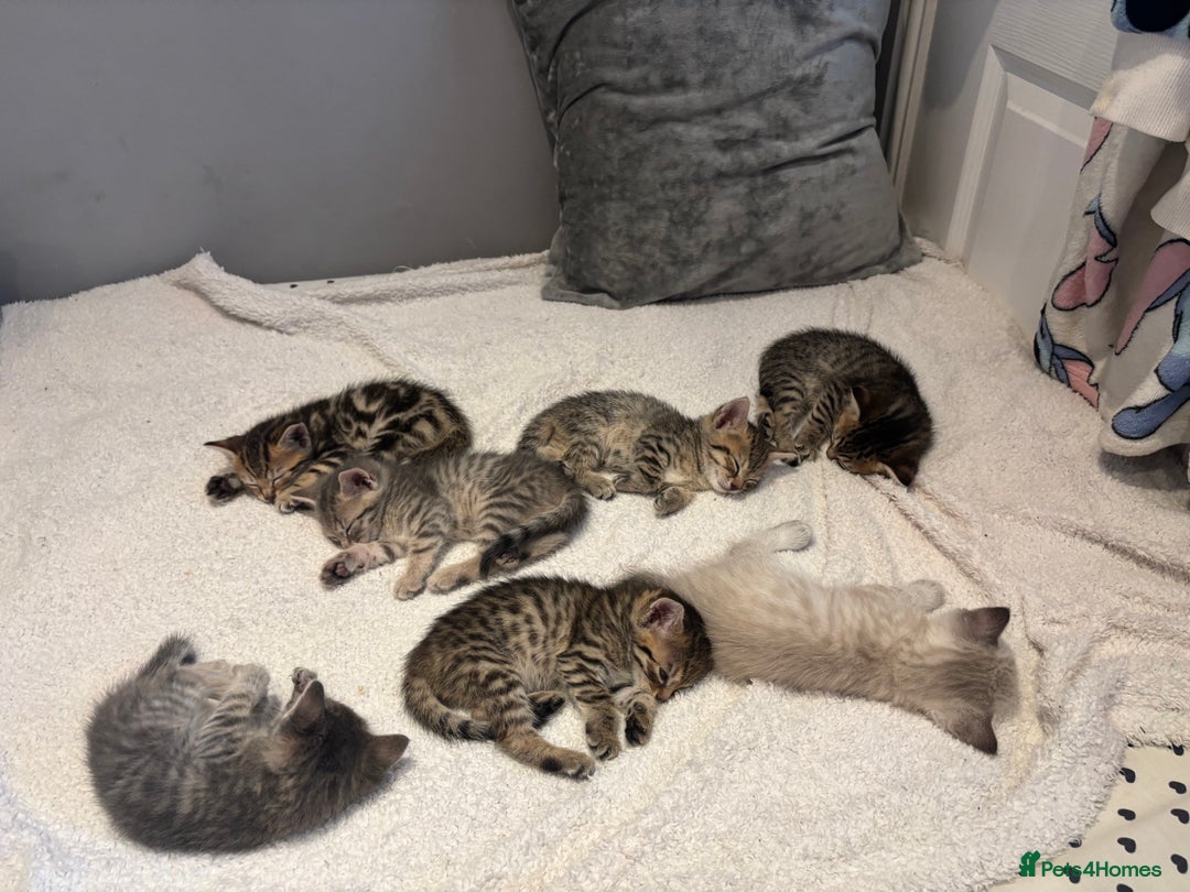 Savannah cats for sale: Savannah x kittens  - Image 1