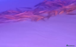 Koi Carp fish for sale: Koi for sale - Advert 2