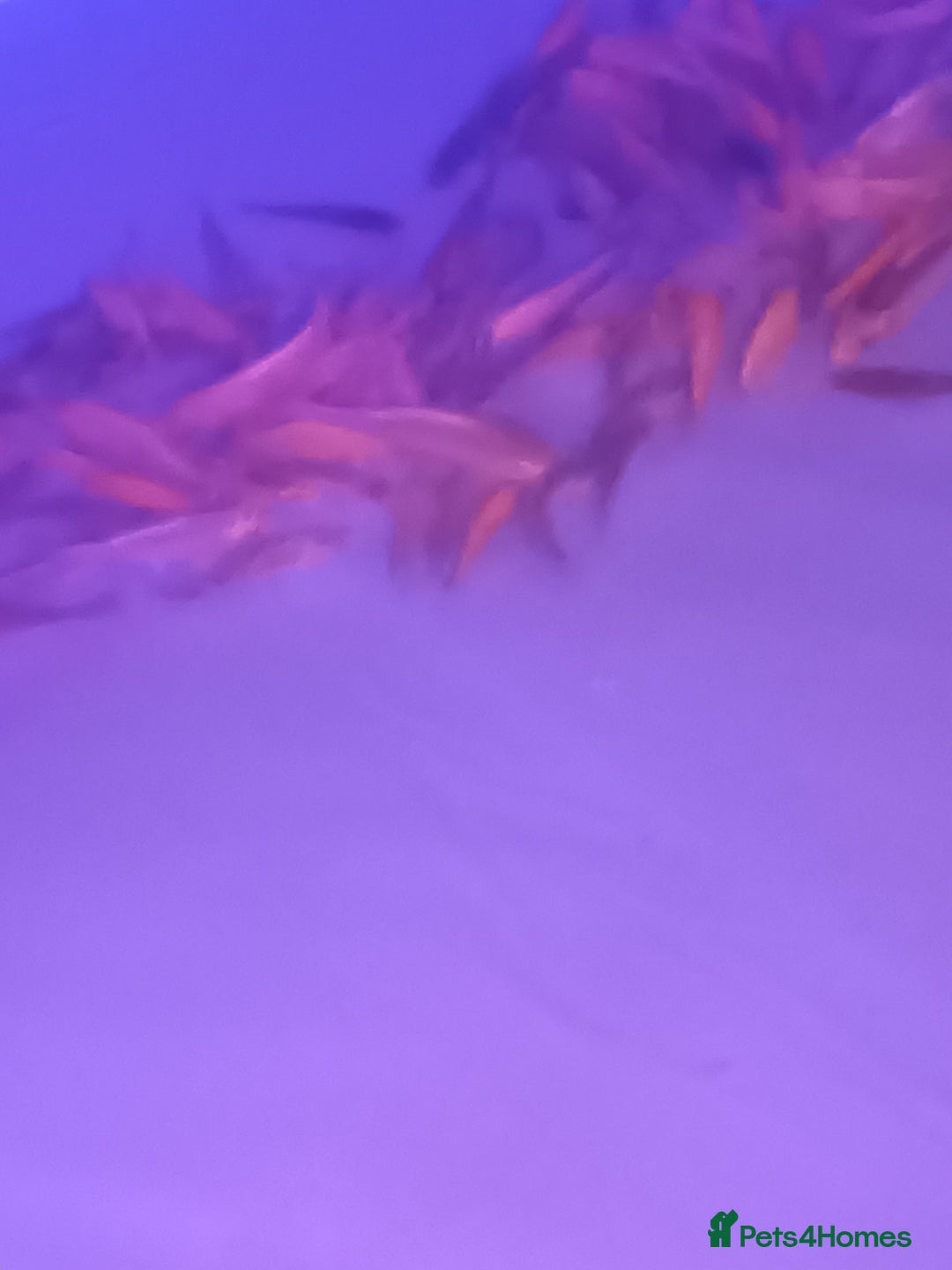 Koi Carp fish for sale: Koi for sale - Advert 2