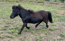 Miniature horses for sale: Stunning Miniature Shetlands - Image 2