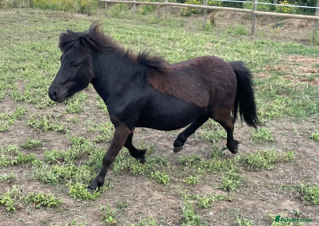 Miniature horses for sale: Stunning Miniature Shetlands - Image 2