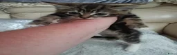 Mixed Breed cats for sale: Beautiful fluffy kittens - Advert 2