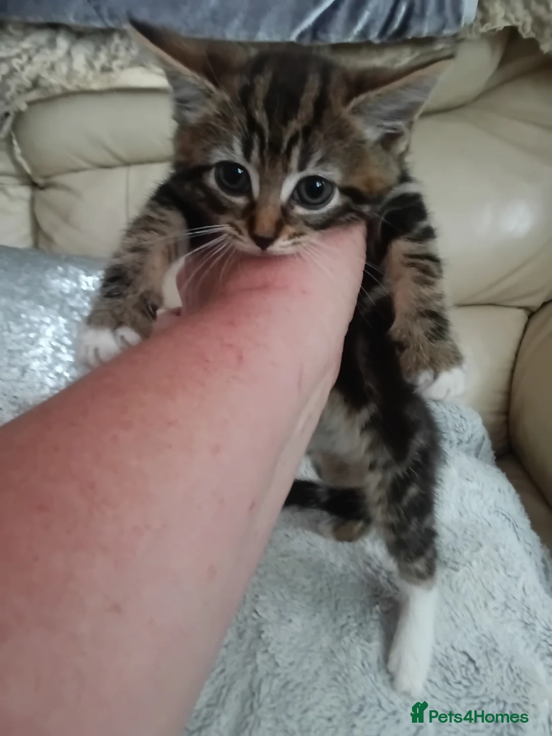 Mixed Breed cats for sale: Beautiful fluffy kittens - Advert 2
