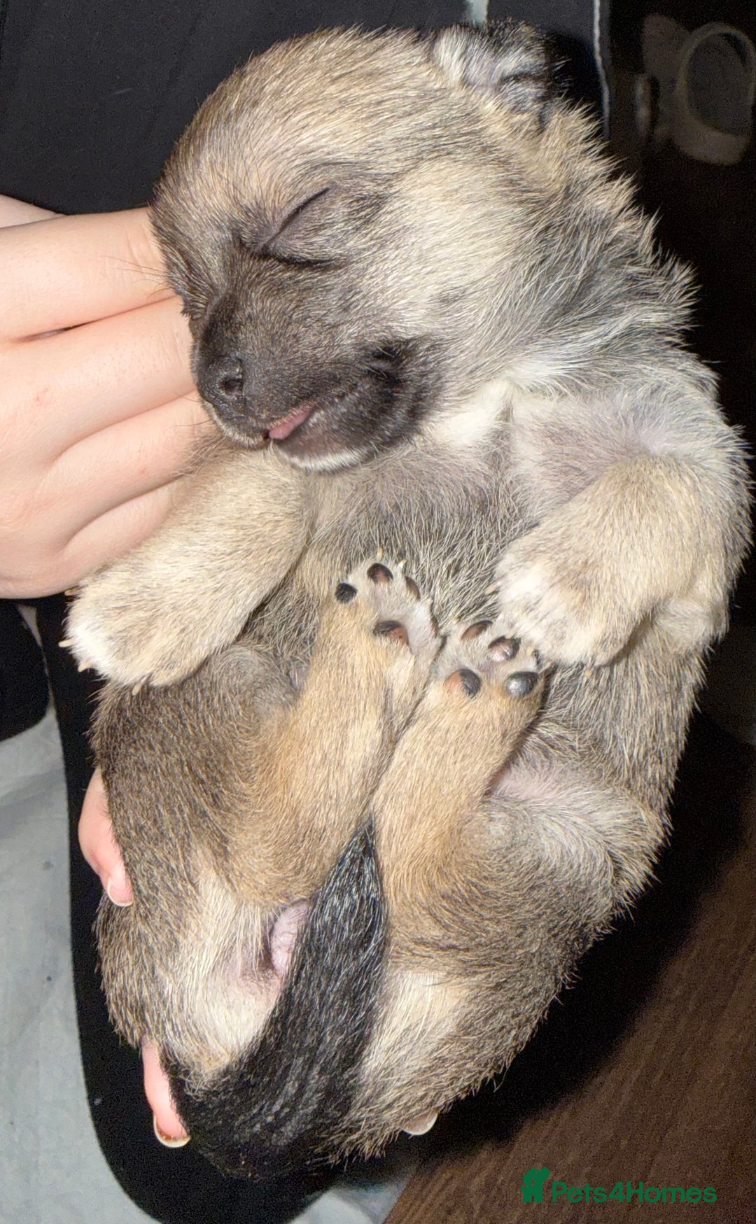 Chihuahua dogs for sale: 2 Female chihuahua puppies  - Advert 9