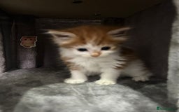 British Longhair cats for sale: Beautiful Fluffy Long-Haired British Tabby Kittens - Image 21