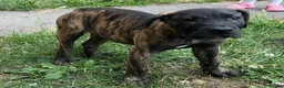 Presa Canario dogs for sale: 3 Pressa canario female pups - Advert 6