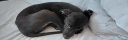 Mixed Breed dogs for sale: 10 week male italian greyhound puppy - Advert 2