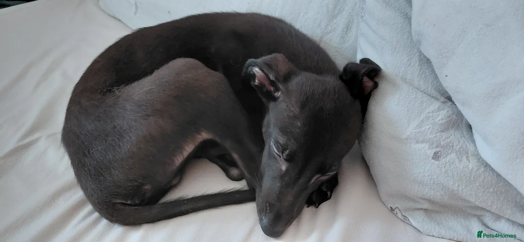 Mixed Breed dogs for sale: 10 week male italian greyhound puppy - Advert 2