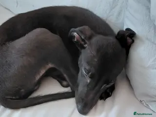 Mixed Breed dogs 10 week male italian greyhound puppy - Advert 3