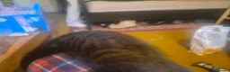 Mixed Breed cats for sale: Four beautiful, fluffy black tabby kittens  in Orpington - Advert 6