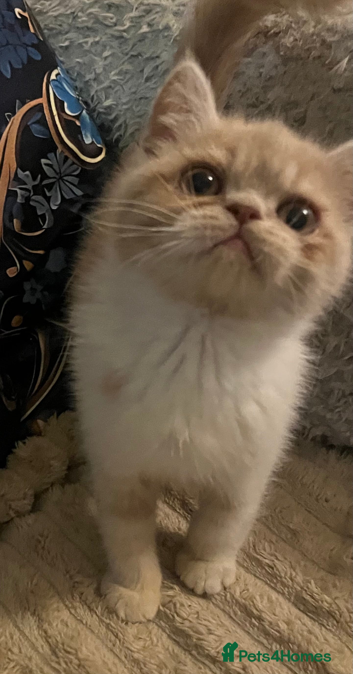 Exotic cats SHOW QUALITY EXOTICS KITTENS  - Advert 9