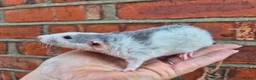 Rat rodents for sale: Various dumbo rats  - Advert 11