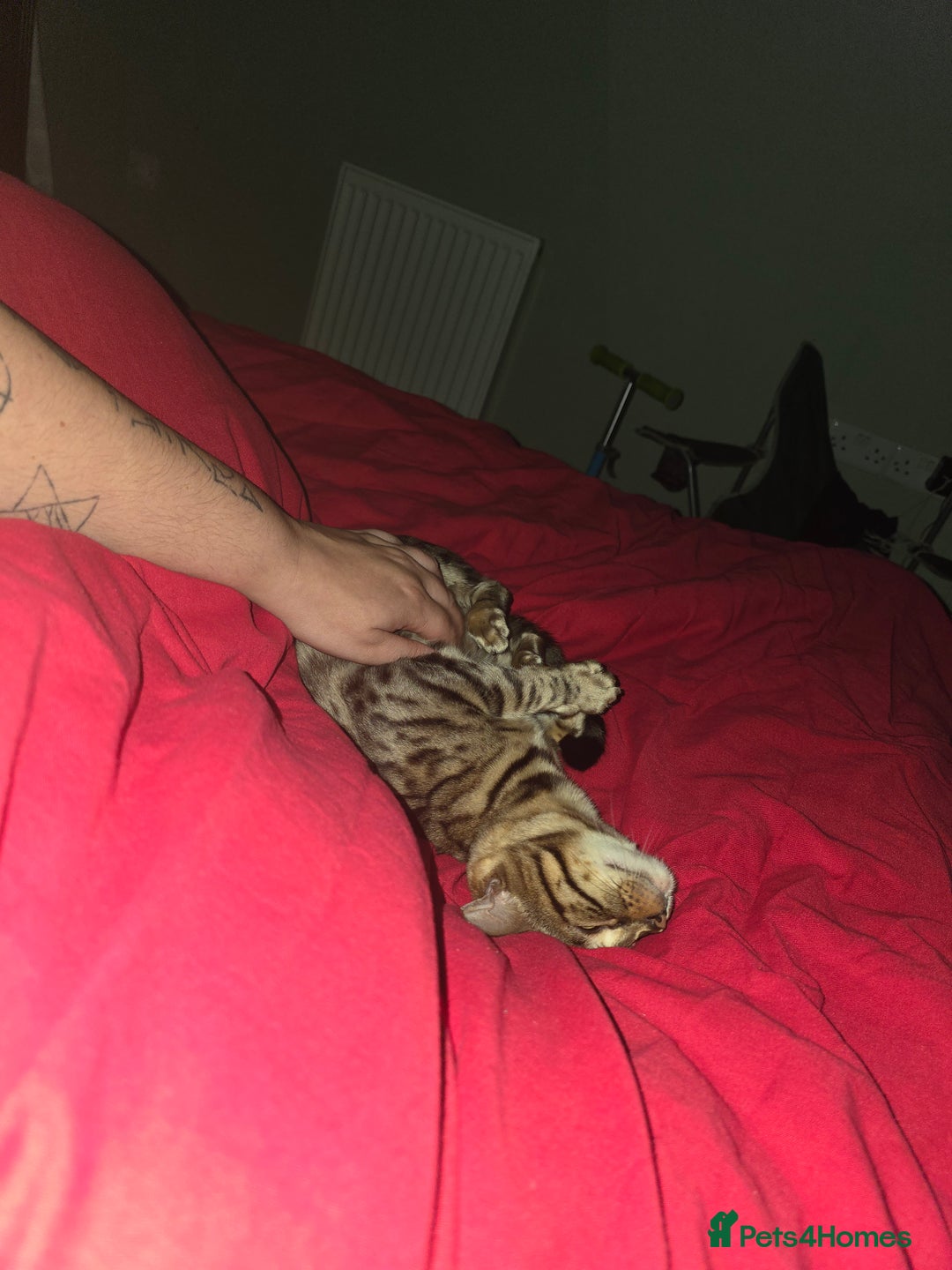 Bengal cats for sale: Bengal female (open to offers) - Advert 6