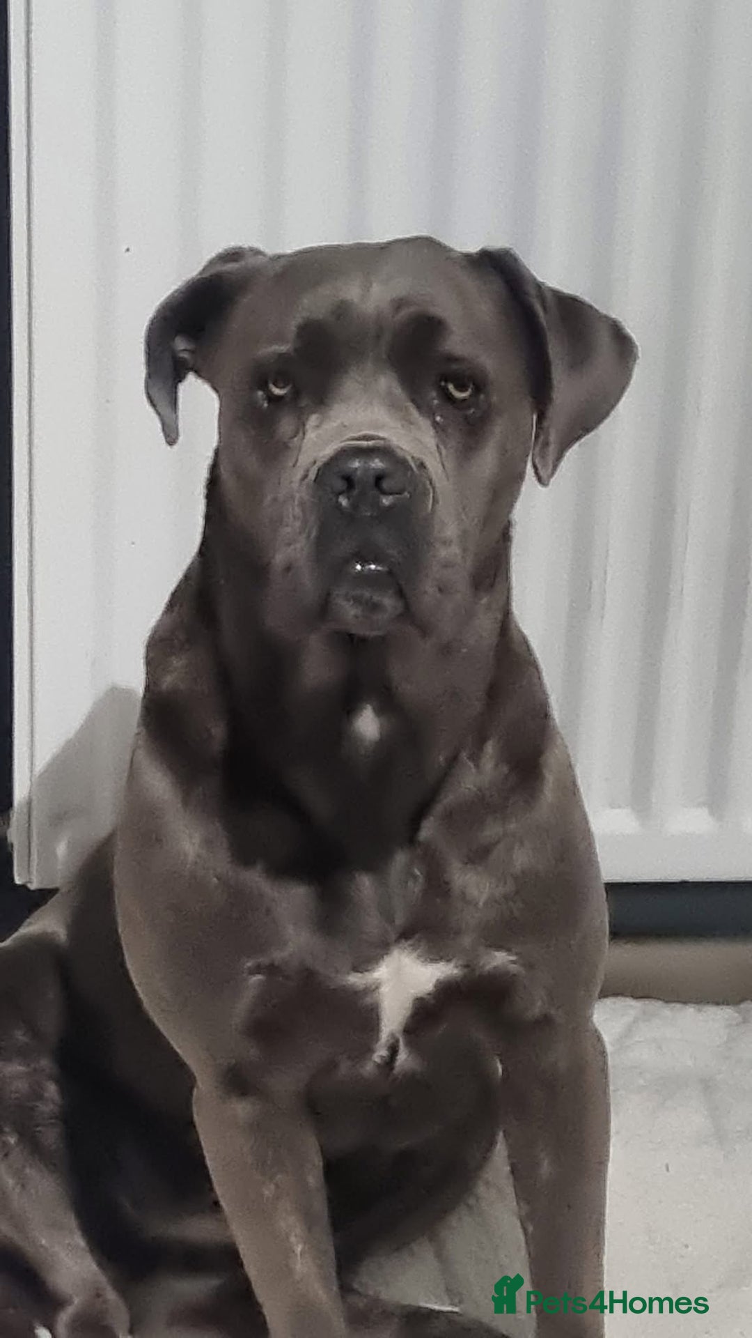 Cane Corso dogs for sale: Cane corso - Advert 3