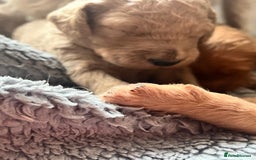 Mixed Breed dogs for sale: Multi generational goldendoodle puppies - Image 12