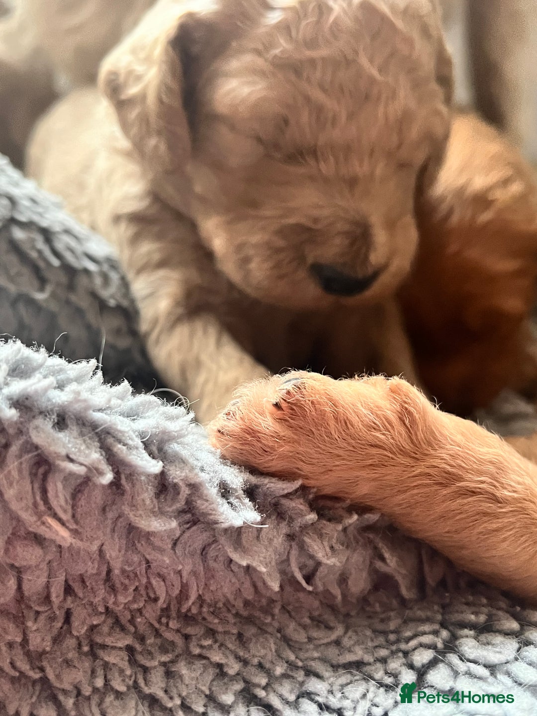 Mixed Breed dogs for sale: Multi generational goldendoodle puppies - Image 12