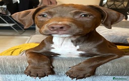 Mixed Breed dogs for sale: Springer Staffs  in St Albans - Image 13