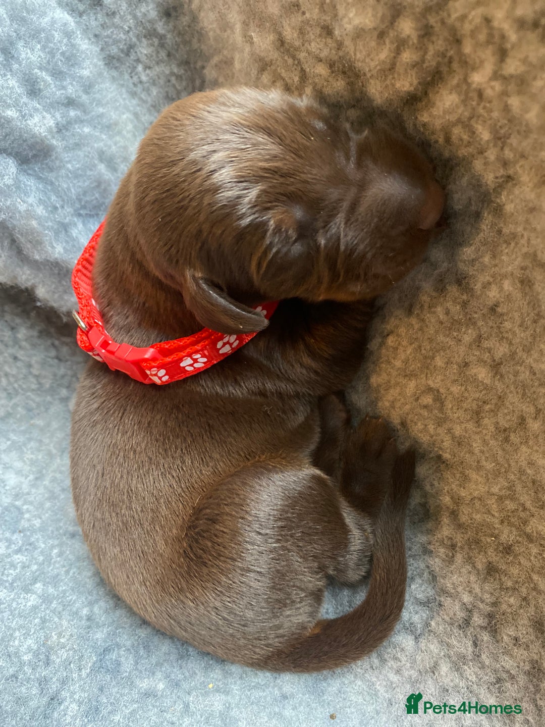 Dobermann dogs for sale: KC REGISTERED DOBERMAN PUPS - Image 24