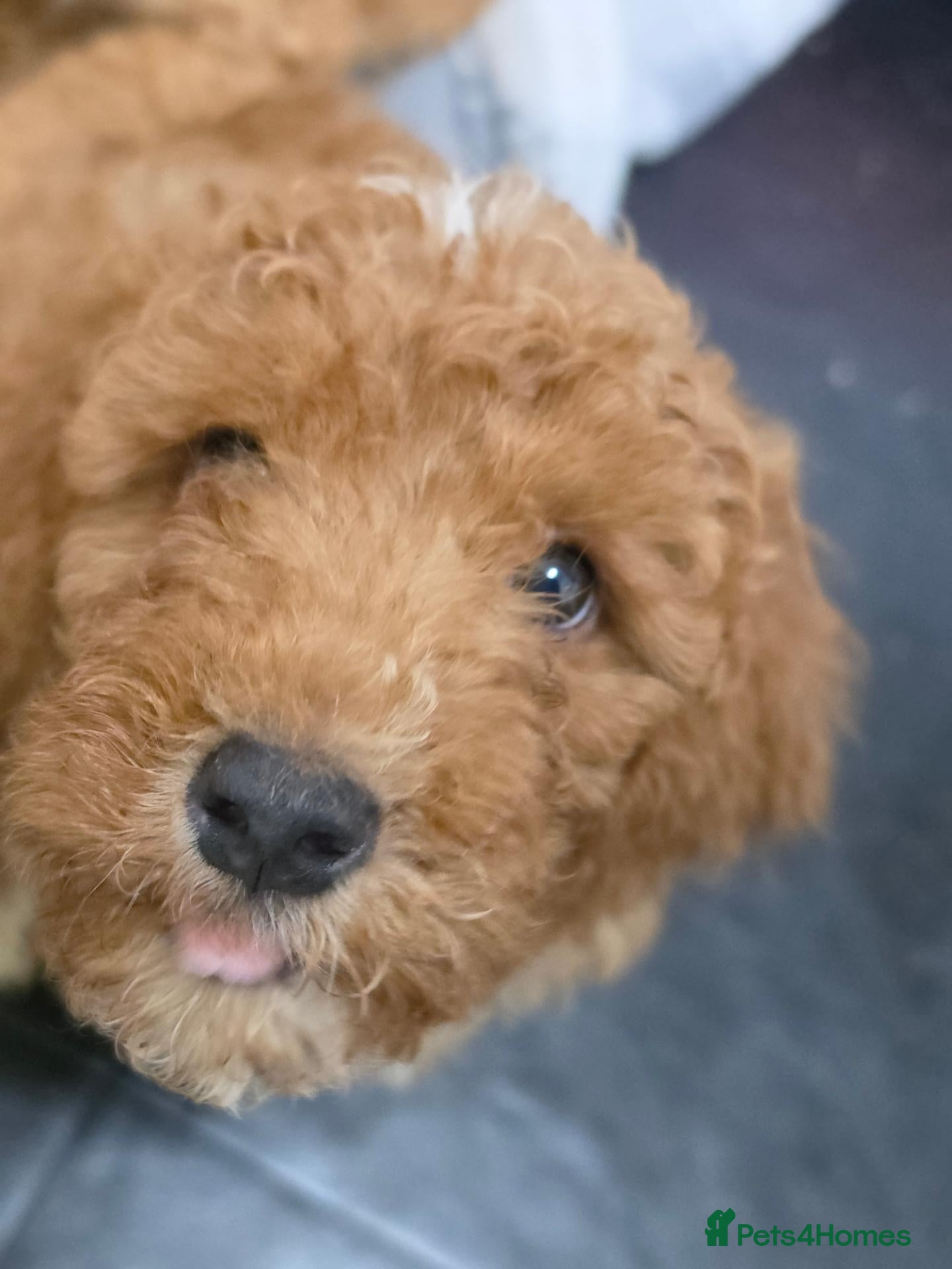 Cockapoo dogs ***READY NOW*** Red cockapoo puppies - Advert 1