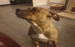 Mixed Breed dogs for sale: Boxer/Staff/Cane Corso Puppies for Sale - Advert 28