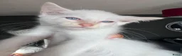 Ragdoll cats for sale: Fluffy ragdollx looking to take pride in your home - Advert 7