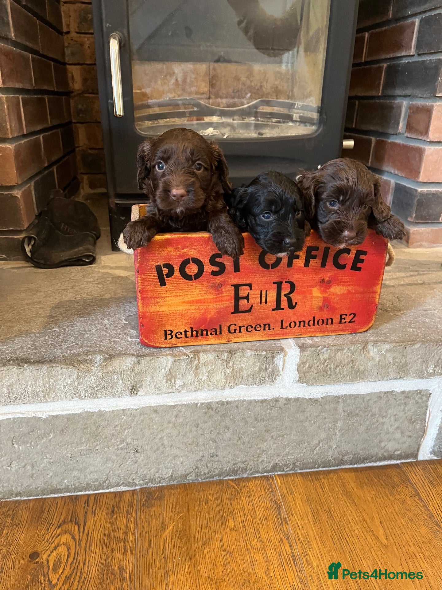 Cockapoo dogs 6 beautiful F1 Cockapoo puppies, brown and black.  - Advert 2
