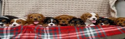 Cavalier King Charles Spaniel dogs for sale: STUNNING CAVALIER KING CHARLES PUPPIES  - Advert 8