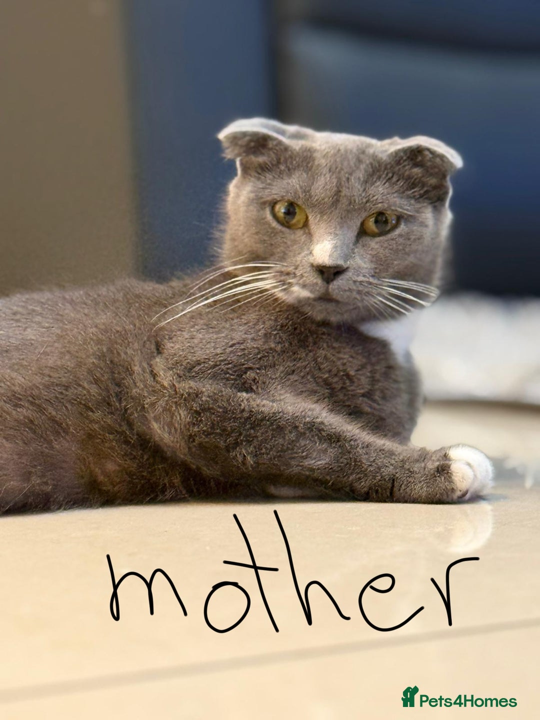 Scottish Fold cats for sale: Scottish fold girl - Advert 2