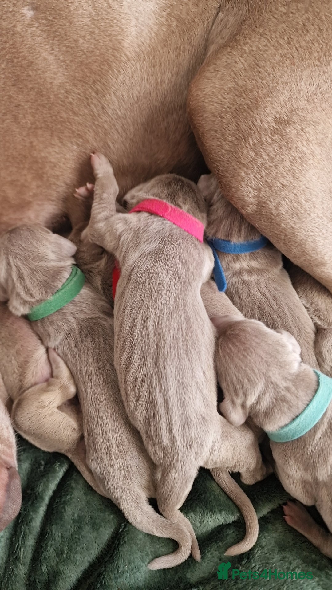 Weimaraner dogs for sale: Weimaraner Puppies Looking for Their Forver Home🐾 in Shrewsbury - Advert 10