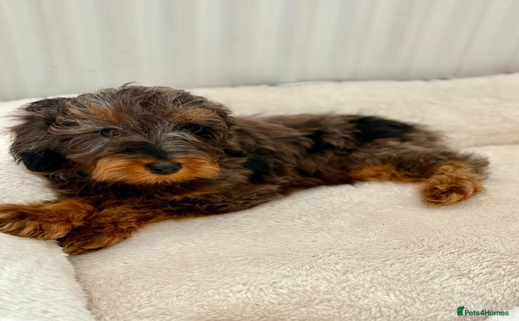 Cockapoo dogs - Advert 2