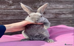 Rex rabbits for sale: Female & Male Mini Rex rabbits  - Image 5