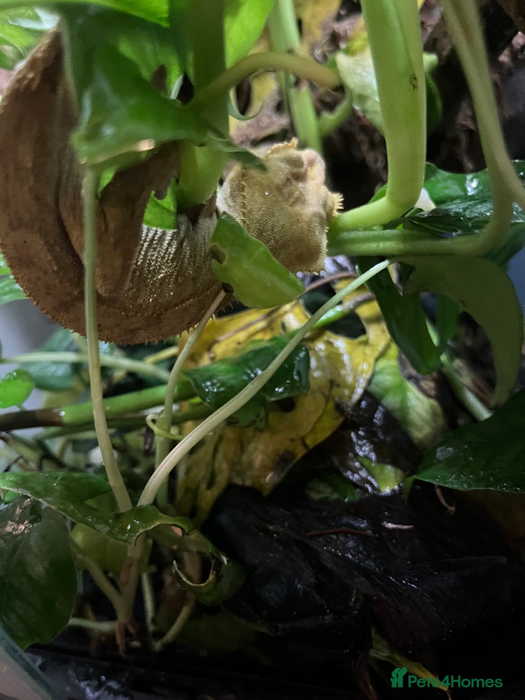 Gecko reptiles for sale: Male Crested Gecko - Advert 6