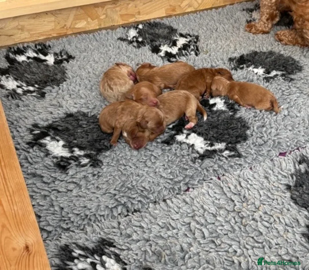Cockapoo dogs for sale: 🐾Outstanding quality cockapoo puppies🐾-🍫❤️ in London - Advert 4