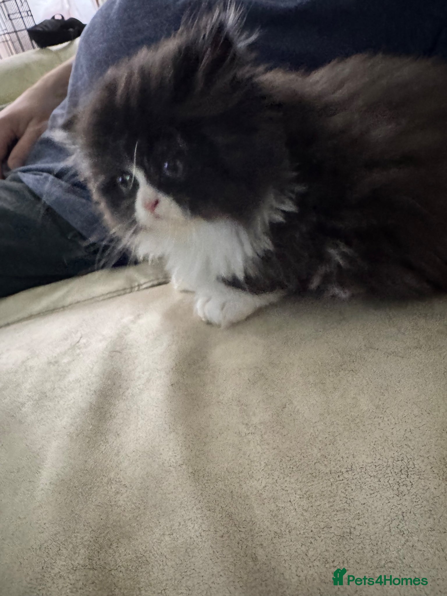 Persian cats for sale: Persian chinchilla  - Advert 11