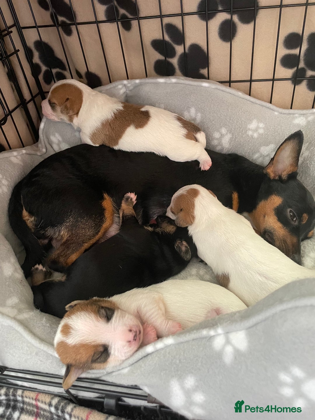 Mixed Breed dogs for sale: Jack chi puppies  - Image 2