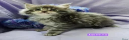 Maine Coon cats for sale: Mainecoons ready now - Advert 26