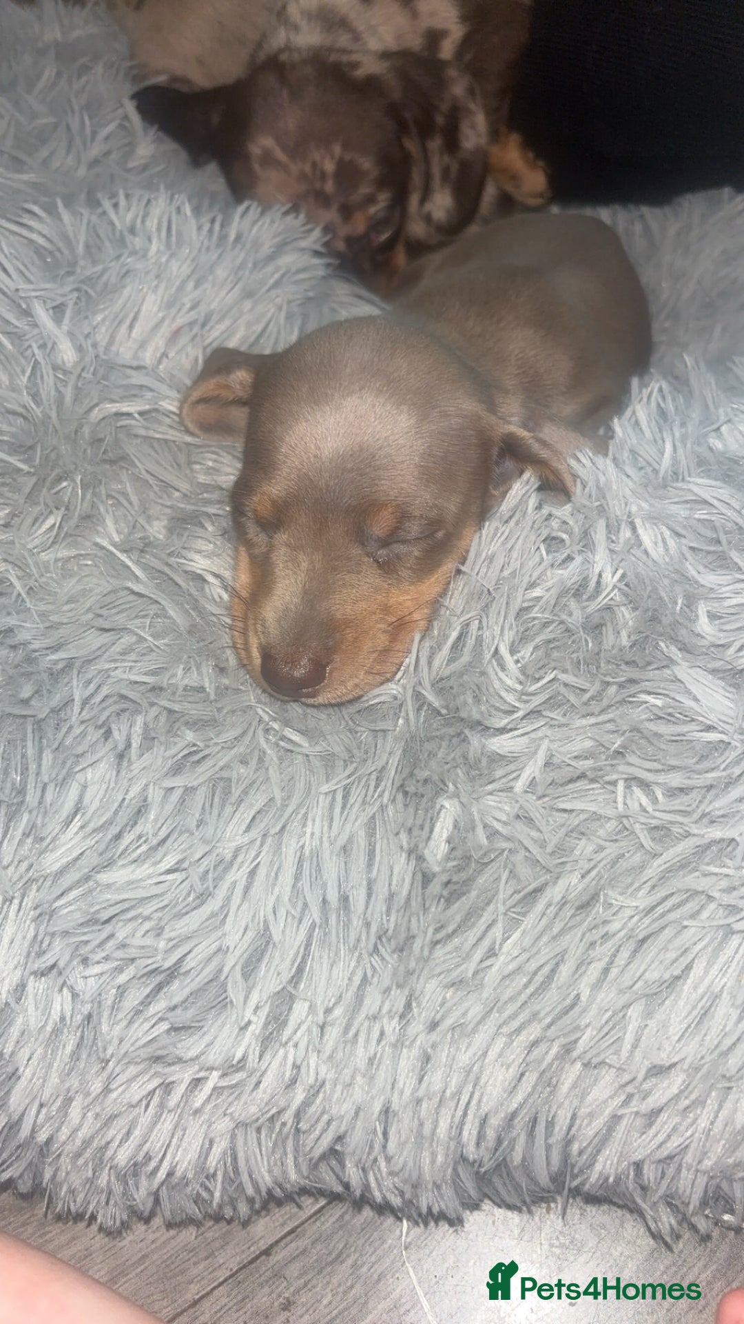 Dachshund dogs for sale: Miniature dachshund puppies for sale  - Advert 17