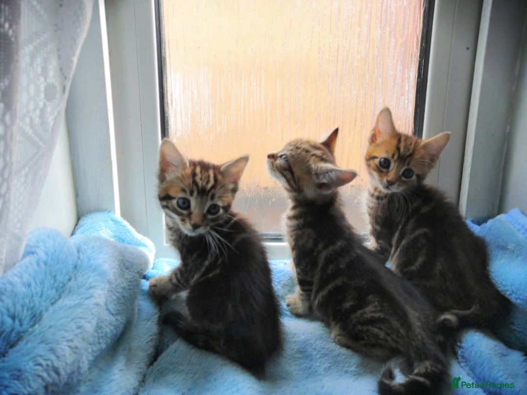 Mixed Breed cats for sale: Beautiful Male kittens VIDEOS - Image 28