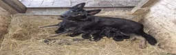German Shepherd dogs for sale: Beautiful German Shepherd Pups  - Advert 1
