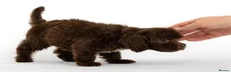 Cavapoo dogs for sale: DNA health tested Beautiful F1b Cavapoos - Advert 13