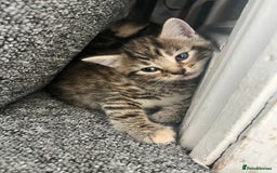 Domestic Shorthair cats for sale: Domestic Cats for sale🐈🐈‍⬛ - Image 5