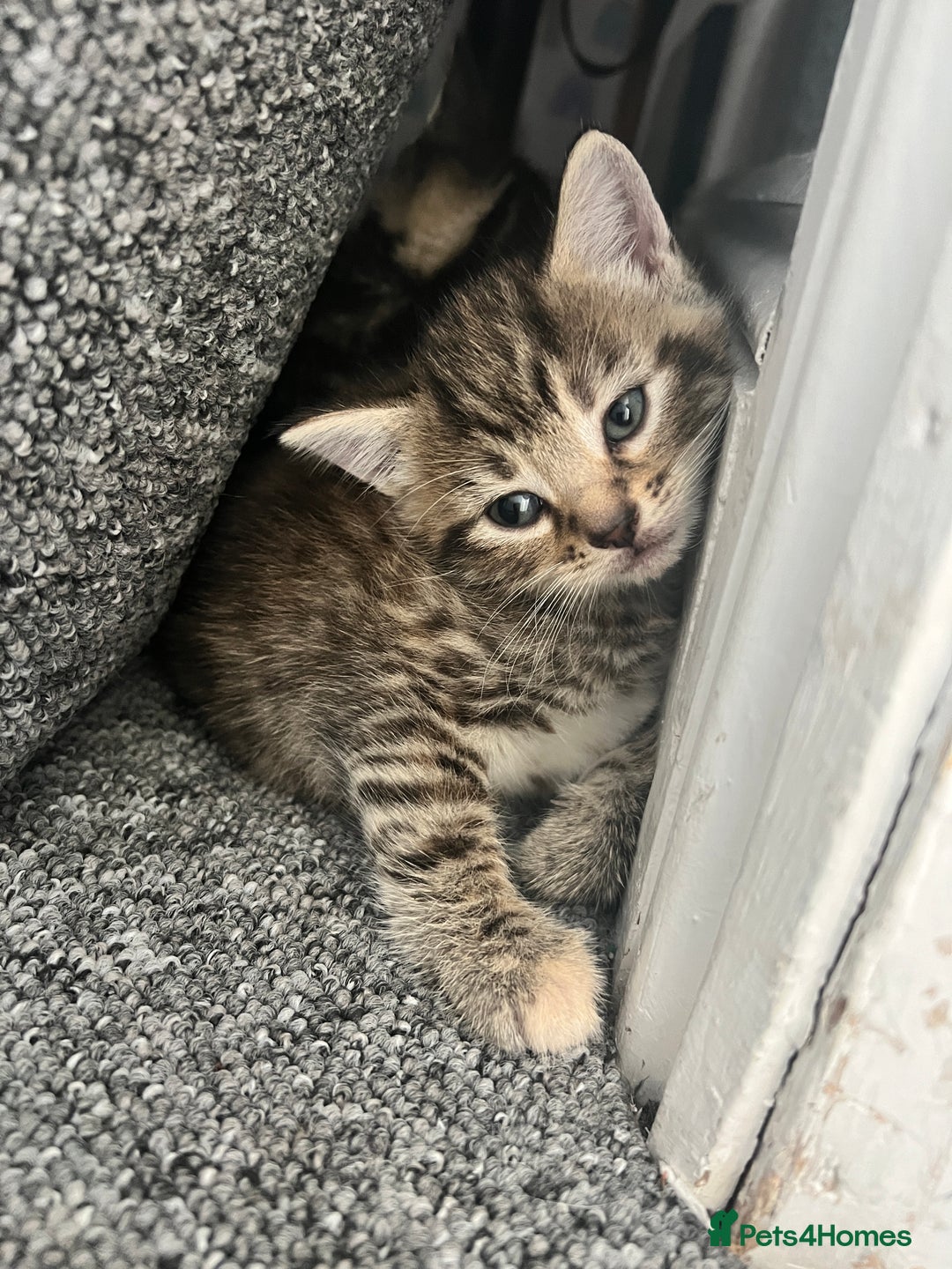 Domestic Shorthair cats for sale: Domestic Cats for sale🐈🐈‍⬛ - Image 5