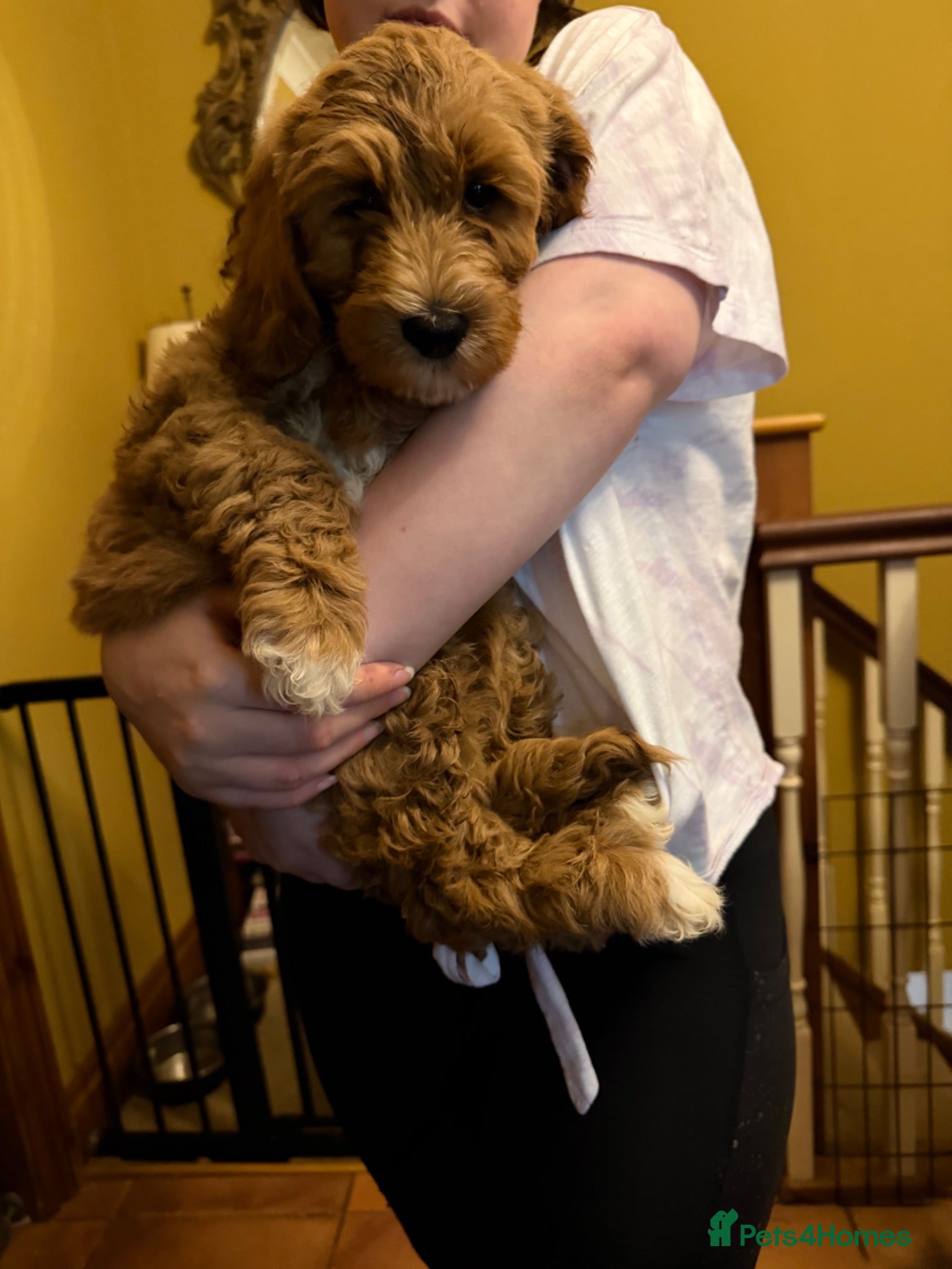 Australian Labradoodle dogs 100% Medium Australian Labradoodle LATE RELEASE - Advert 2