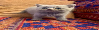 British Shorthair 3