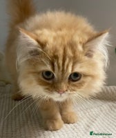 Persian cats - Advert 16