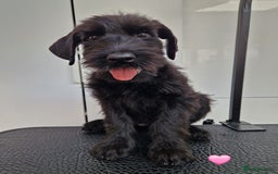 Giant Schnauzer dogs for sale: Fully Vaccinated KC Giant Schnauzer females  - Image 5