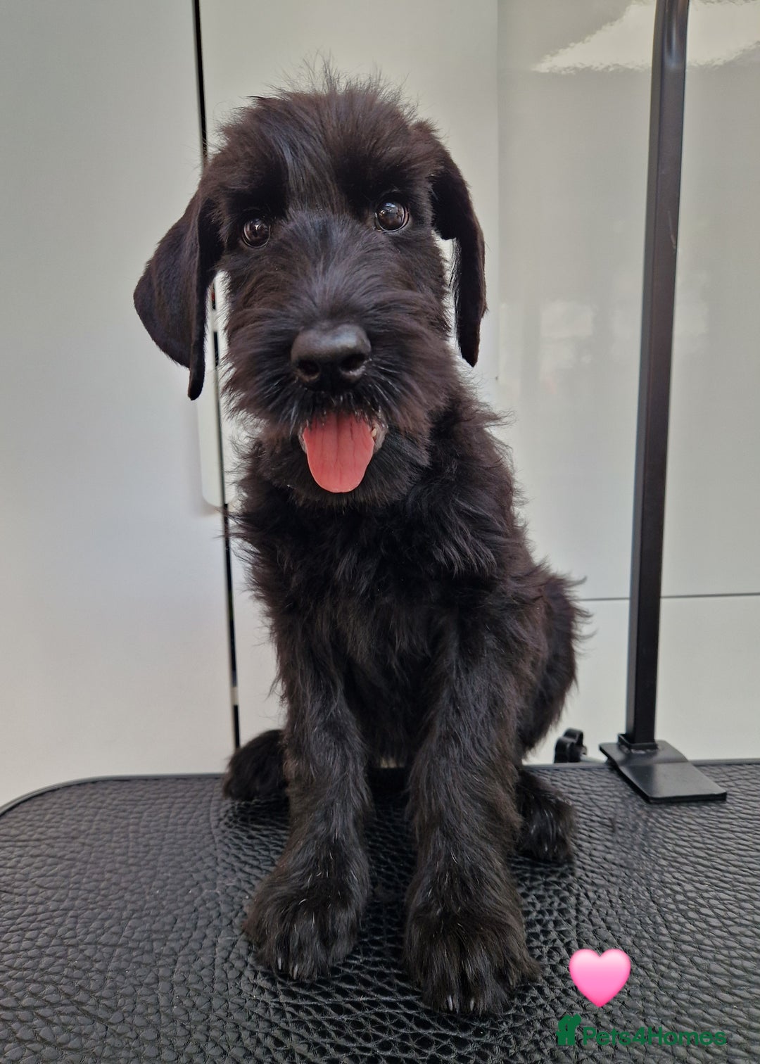 Giant Schnauzer dogs for sale: Fully Vaccinated KC Giant Schnauzer females  - Image 5