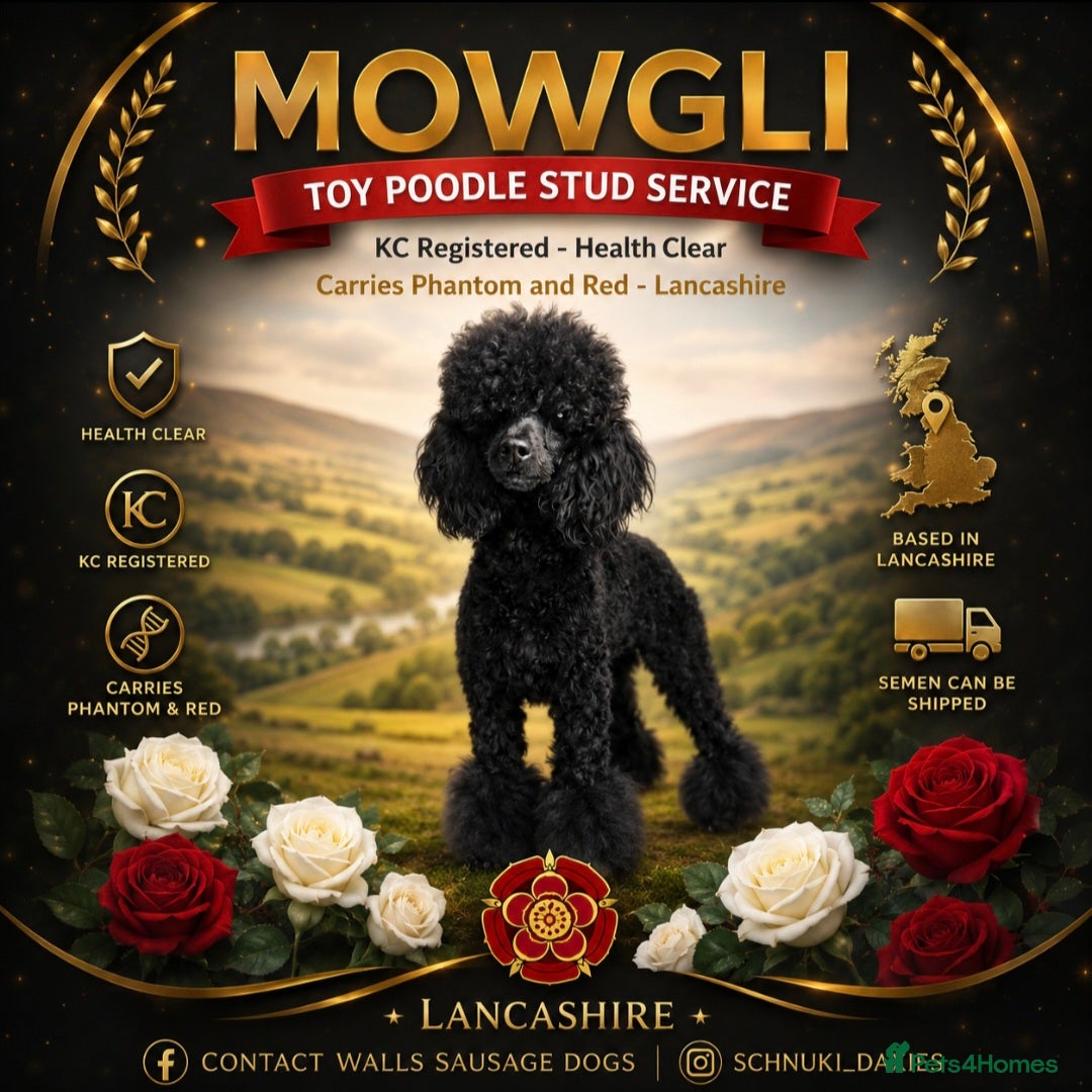 Toy Poodle dogs Toy Poodle at Stud - Advert 14