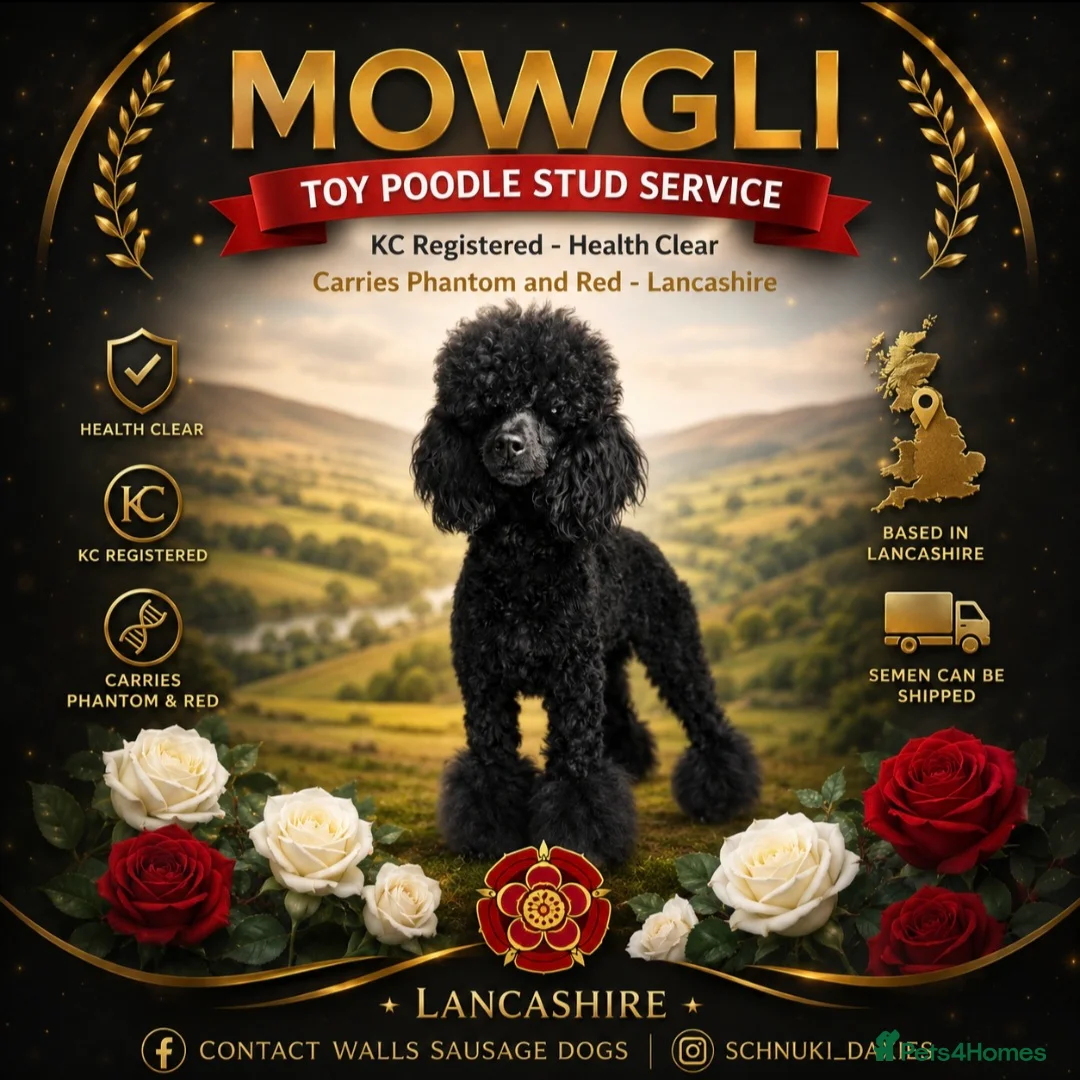Toy Poodle dogs for stud: Toy Poodle at Stud - Advert 1